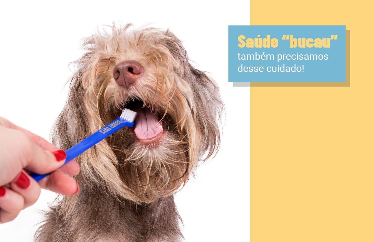 Saúde bucal do seu cachorro: um hábito vital